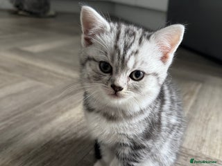 British Shorthair cats GCCF REGISTERED SILVER TABBY & SPOTTED BSH KITTENS - Advert 3