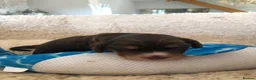 Cocker Spaniel dogs for sale: Unbelievable pure KC reg Show cocker puppies - Advert 21