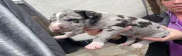 Lurcher dogs for sale: Wheaton bull grey puppy  - Advert 2