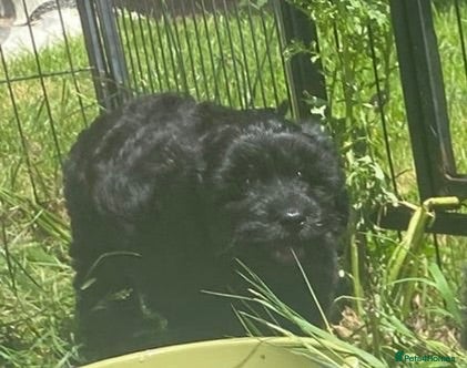 Cavapoo dogs F1 cavapoo puppies fully dna tested - Advert 14