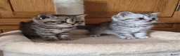 British Shorthair cats for sale: Gorgeous British Shorthair kittens  - Advert 3