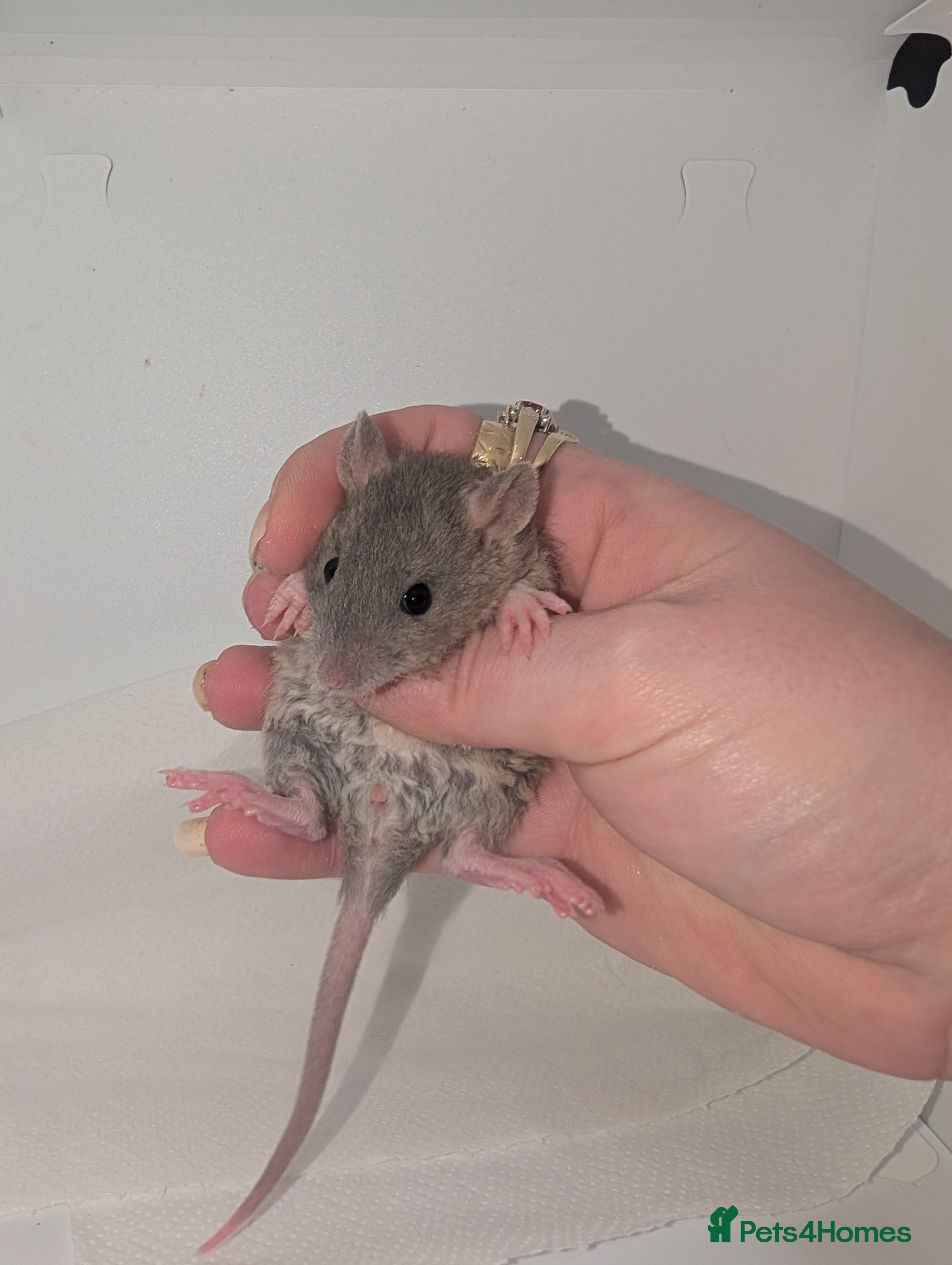 Rat rodents Beautiful rex babys - Advert 18