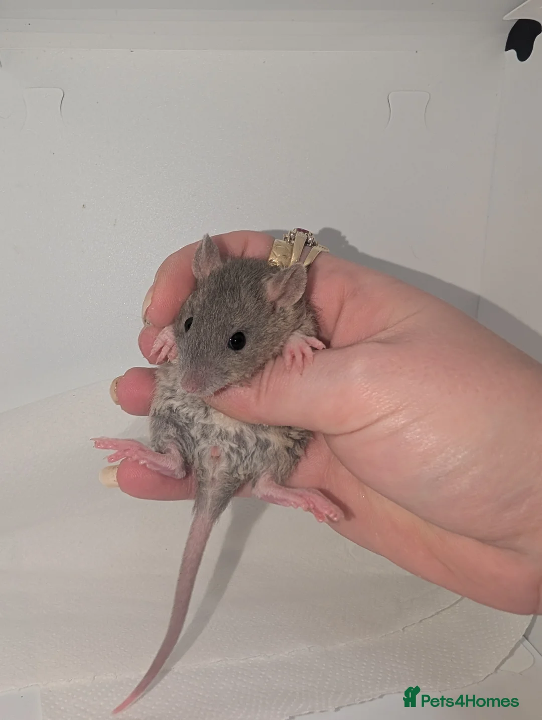 Rat rodents for sale: Beautiful rex babys - Advert 1