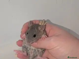 Rat rodents Beautiful rex babys - Advert 14