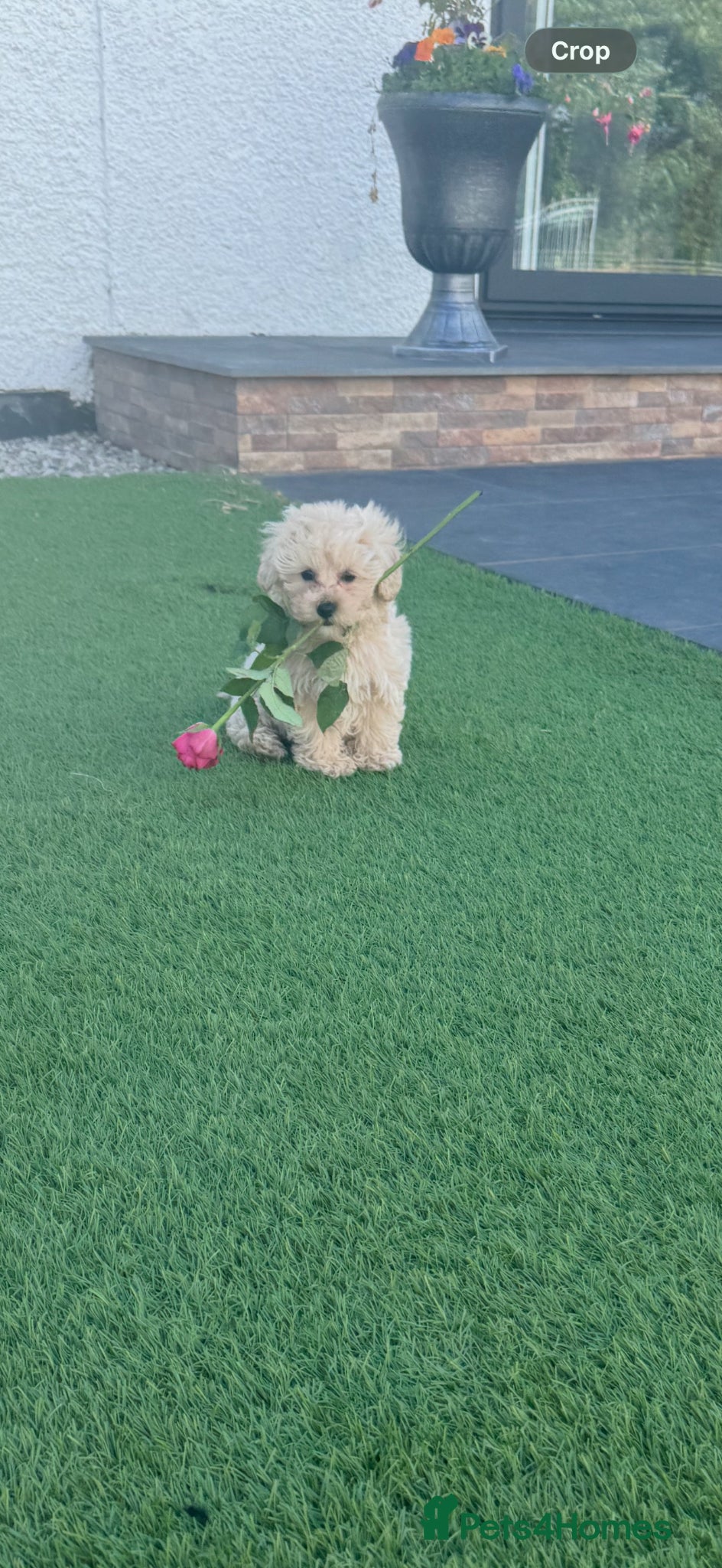 Maltipoo dogs Beautiful small Maltipoos (Asian poodle) f1 💙💙 - Advert 11