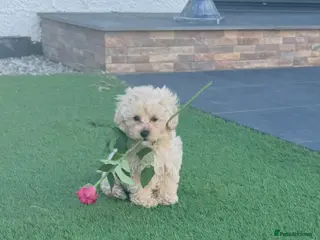 Maltipoo dogs Beautiful small Maltipoos (Asian poodle) f1 💙💙 - Advert 11
