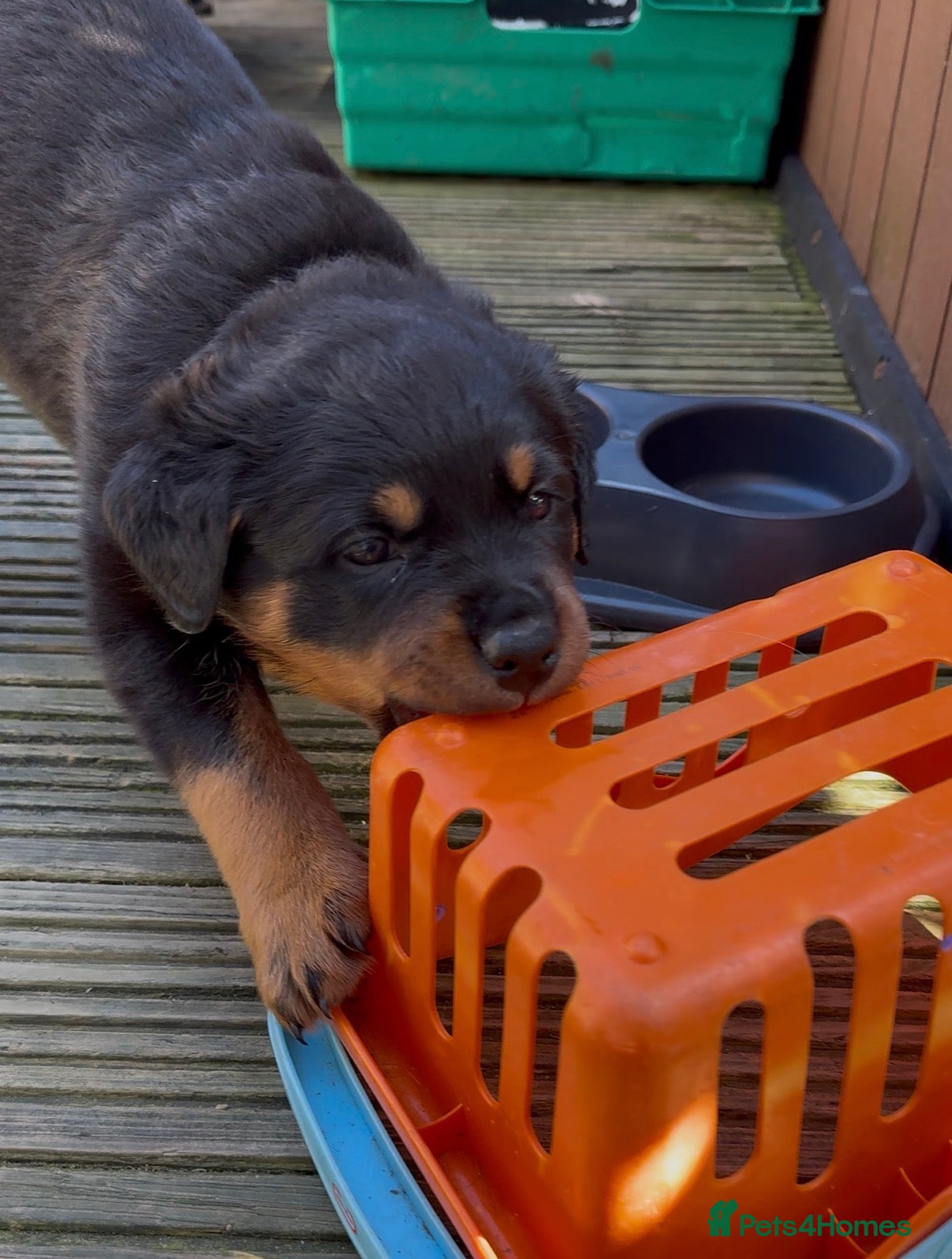Rottweiler dogs Rottweiler Puppies - Advert 2