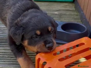 Rottweiler dogs Rottweiler Puppies - Advert 2