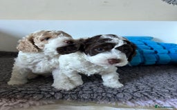 Cockapoo dogs for sale: Cockapoo Babies - Image 9