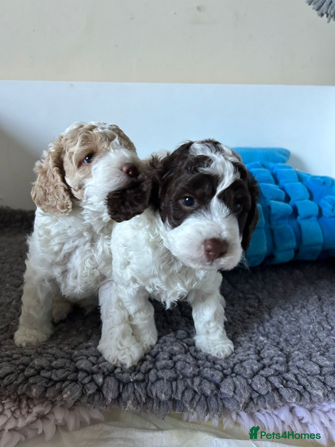 Cockapoo dogs for sale: Cockapoo Babies - Image 9