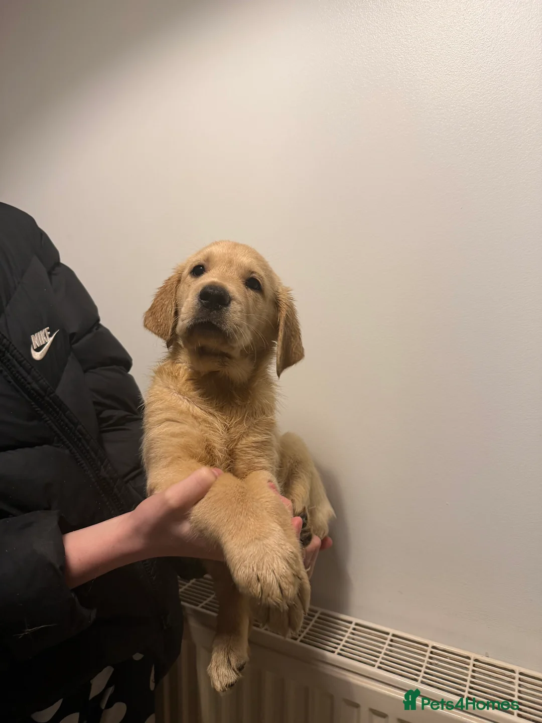 Goldador dogs for sale: Ready 3rd feb - Advert 1