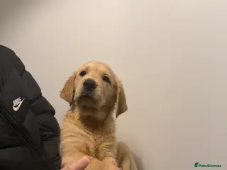 Goldador dogs Ready 3rd feb - Advert 3