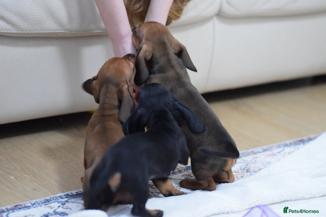 Miniature Dachshund dogs for sale: 🌟Gorgeous Miniature Dachshunds🌟 - Advert 4