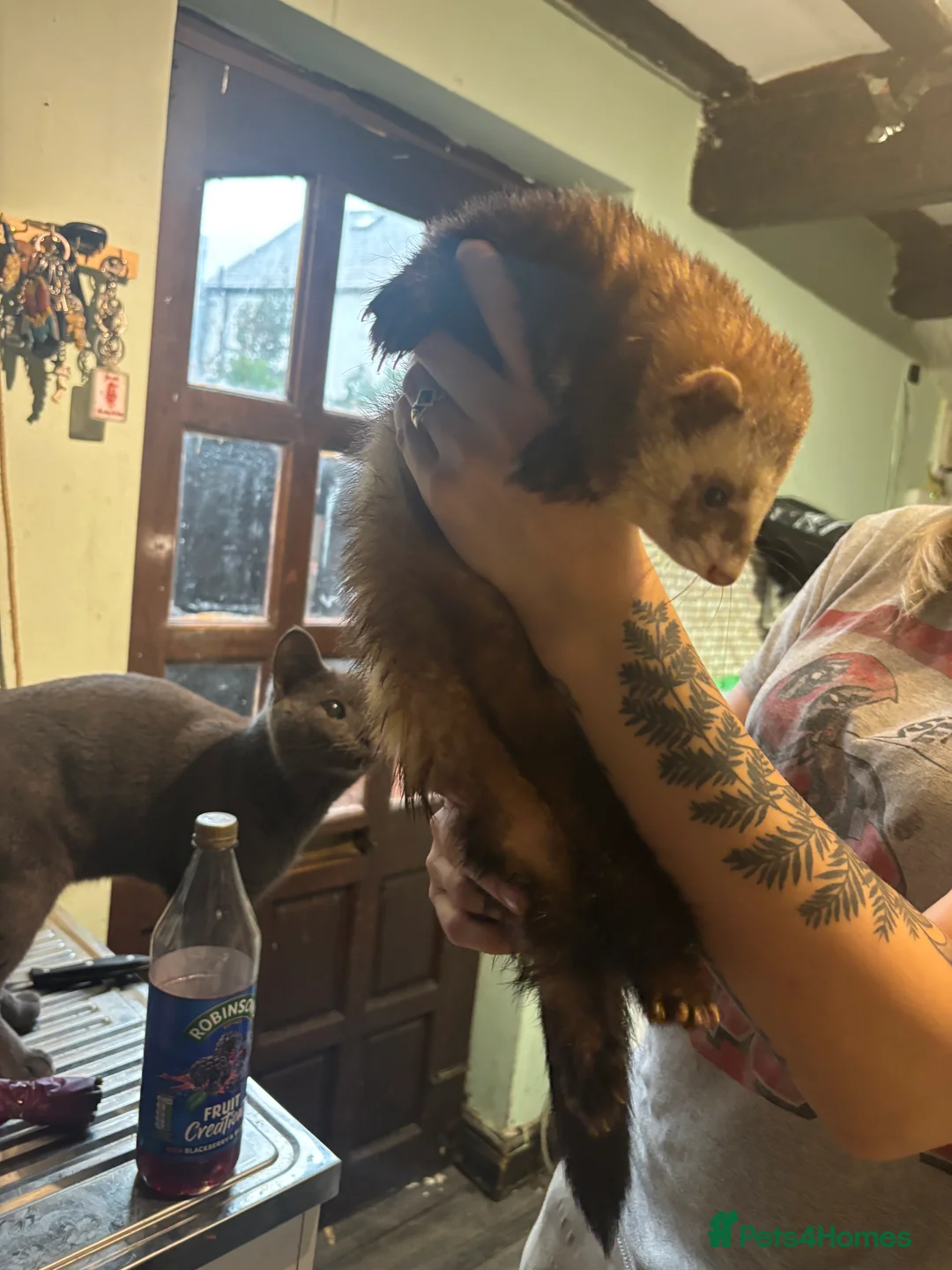 Ferret rodents for sale: Polecats x2 males  - Advert 3