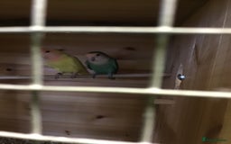 Lovebirds birds for sale: Lovebirds mixed  - Image 7