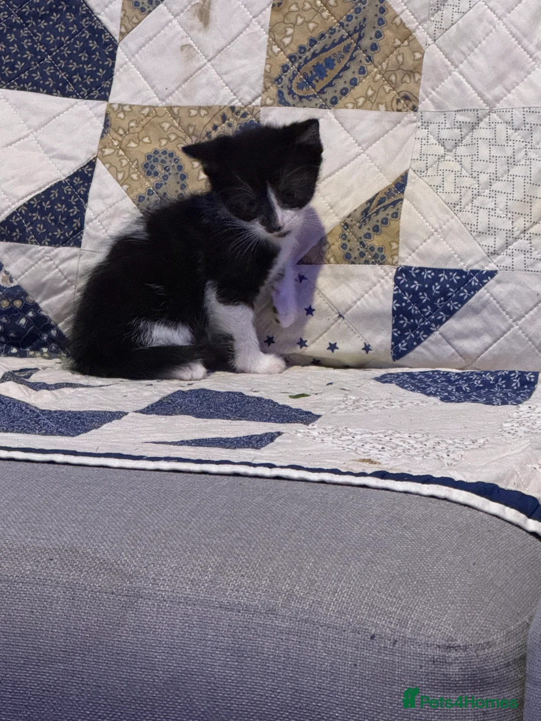 British Shorthair cats for sale: Kittens 8 weeks old boys  - Advert 18