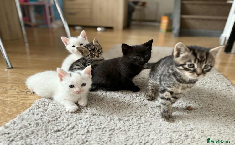 Mixed Breed cats - Advert 15