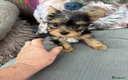 Yorkshire Terrier dogs for sale:  Merle Yorkshire terrier puppies  - Image 5