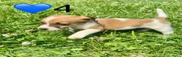 Jack Russell dogs for sale: Beautiful Jack Russell Pups Ready for Forever Home - Advert 25