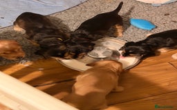 Cocker Spaniel dogs for sale: Show line cocker spaniels - Image 3