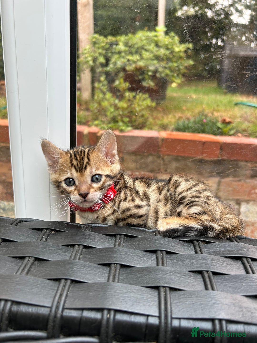 Bengal cats for sale: ❤️ PURE BENGAL KITTENS FOR RESERVATION! ❤️ in Birmingham - Image 13