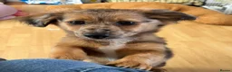 Mixed Breed dogs for sale: Unique Litter Miniature Dachshund & "Dameranian" - Advert 2
