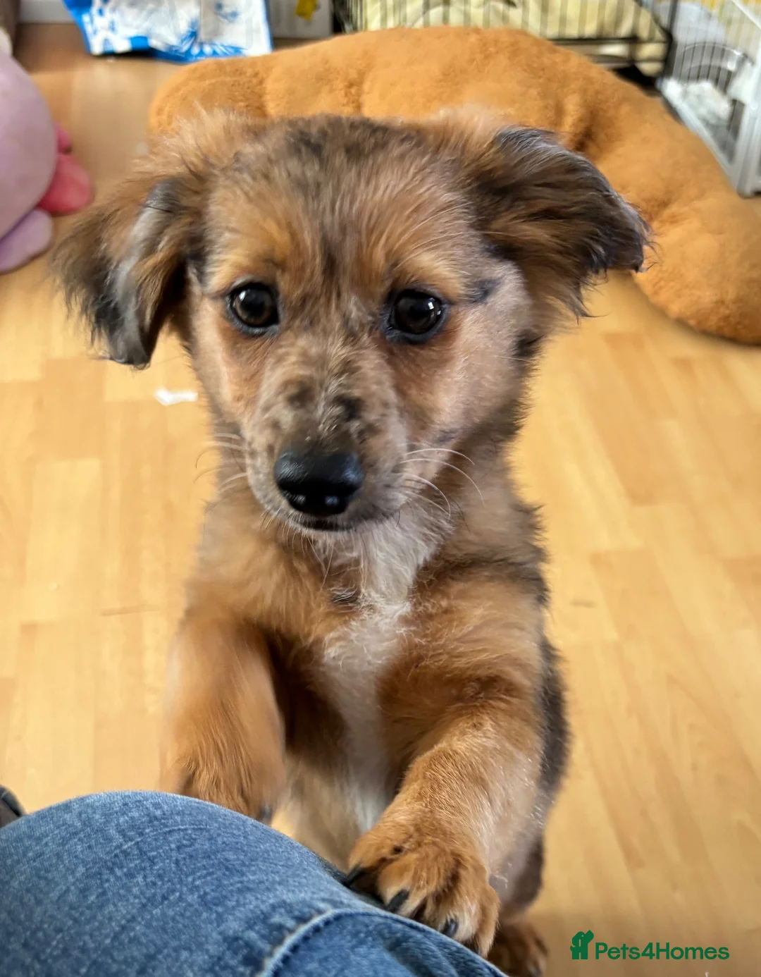 Mixed Breed dogs for sale: Unique Litter Miniature Dachshund & "Dameranian" - Advert 2