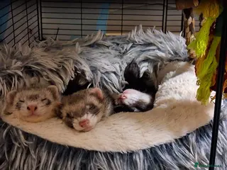 Ferret rodents 3 x very friendly tame neutered ferrers - Advert 10