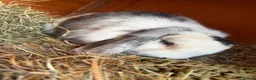 Mini Lop rabbits for sale: Stunning Vienna marked mini lops  - Advert 3