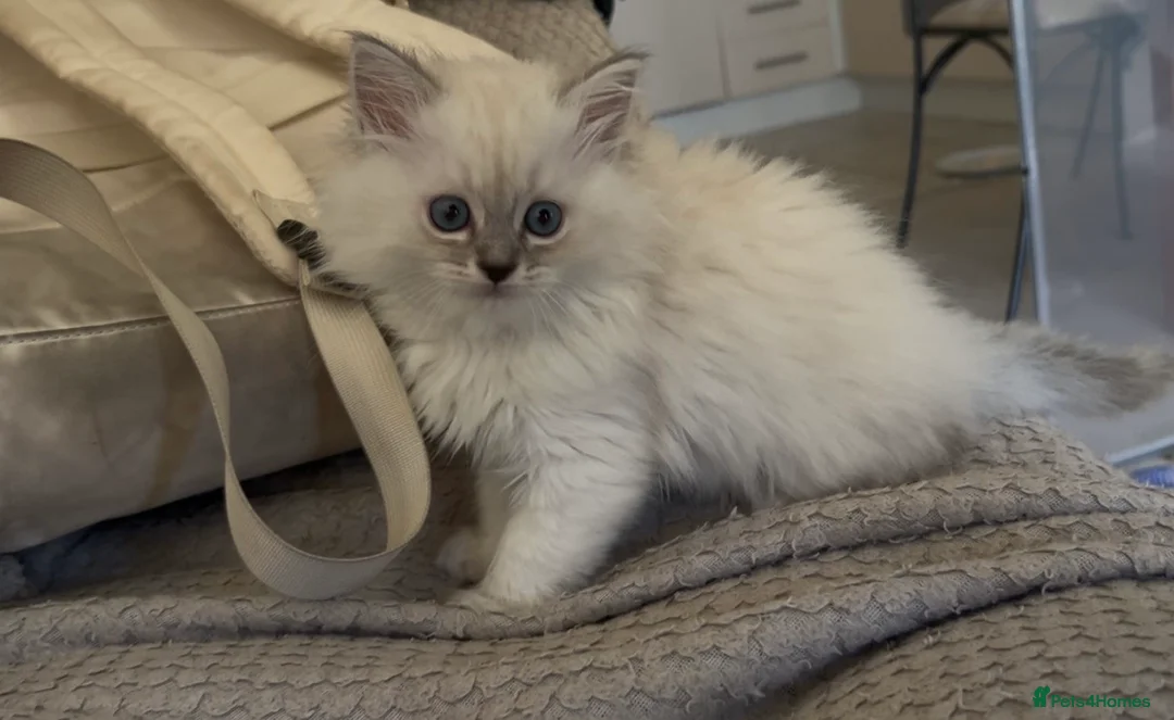 Persian cats for sale: LAST DOLLFACE CHINCHILLA PERSIAN GIRL - Advert 3