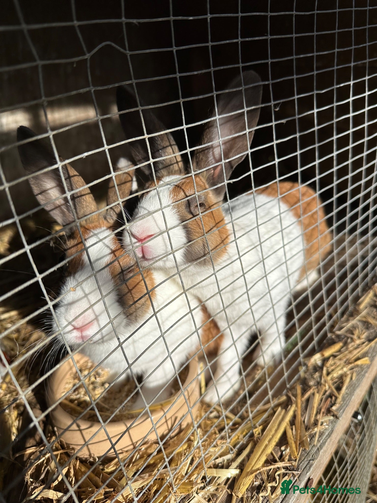 Dutch rabbits Baby Dutch Bunnies 9 Weeks old  - Advert 4