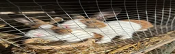 Dutch rabbits for sale: Baby Dutch Bunnies 9 Weeks old  - Advert 1