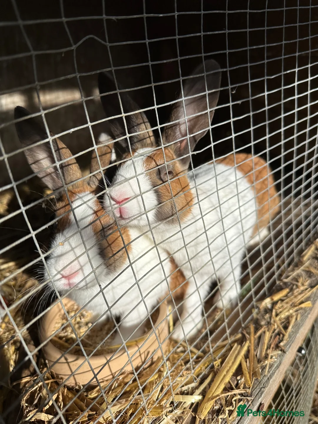 Dutch rabbits for sale: Baby Dutch Bunnies 9 Weeks old  - Advert 1