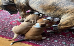 Mixed Breed dogs for sale: Staffy x Australian Kelpie  - Image 3