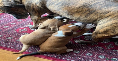 Mixed Breed dogs - Advert 14