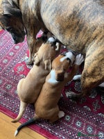 Mixed Breed dogs - Advert 14