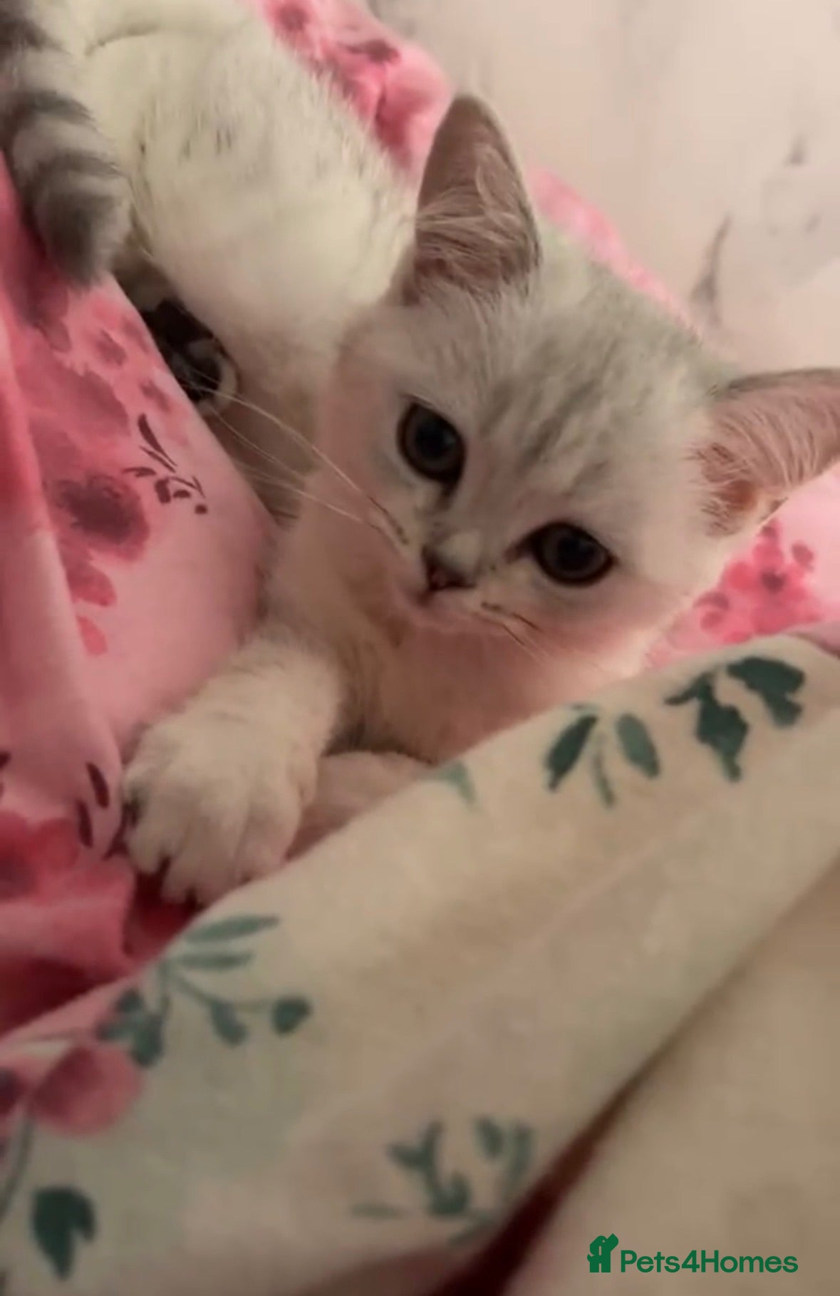 British Shorthair cats BSH silver point kitten  - Advert 1
