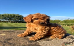 Cavapoo dogs for sale: FULLY HEALTH TESTED RED AND GOLD F1B CAVAPOOS - Image 4