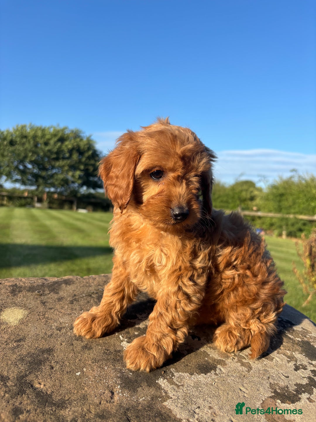 Cavapoo dogs for sale: FULLY HEALTH TESTED RED AND GOLD F1B CAVAPOOS - Image 4