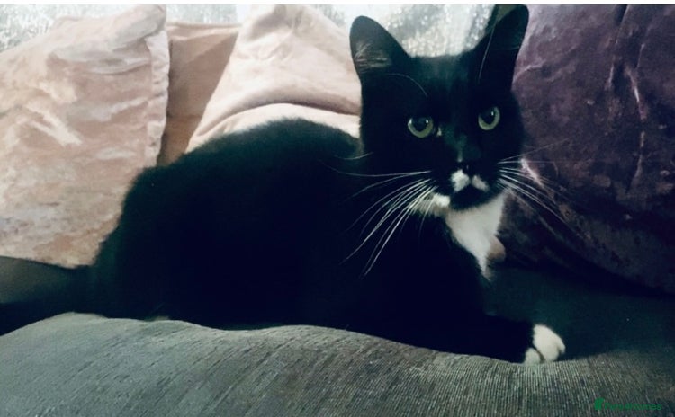 Bengal cats - Advert 9