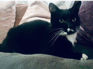 Bengal cats - Advert 11