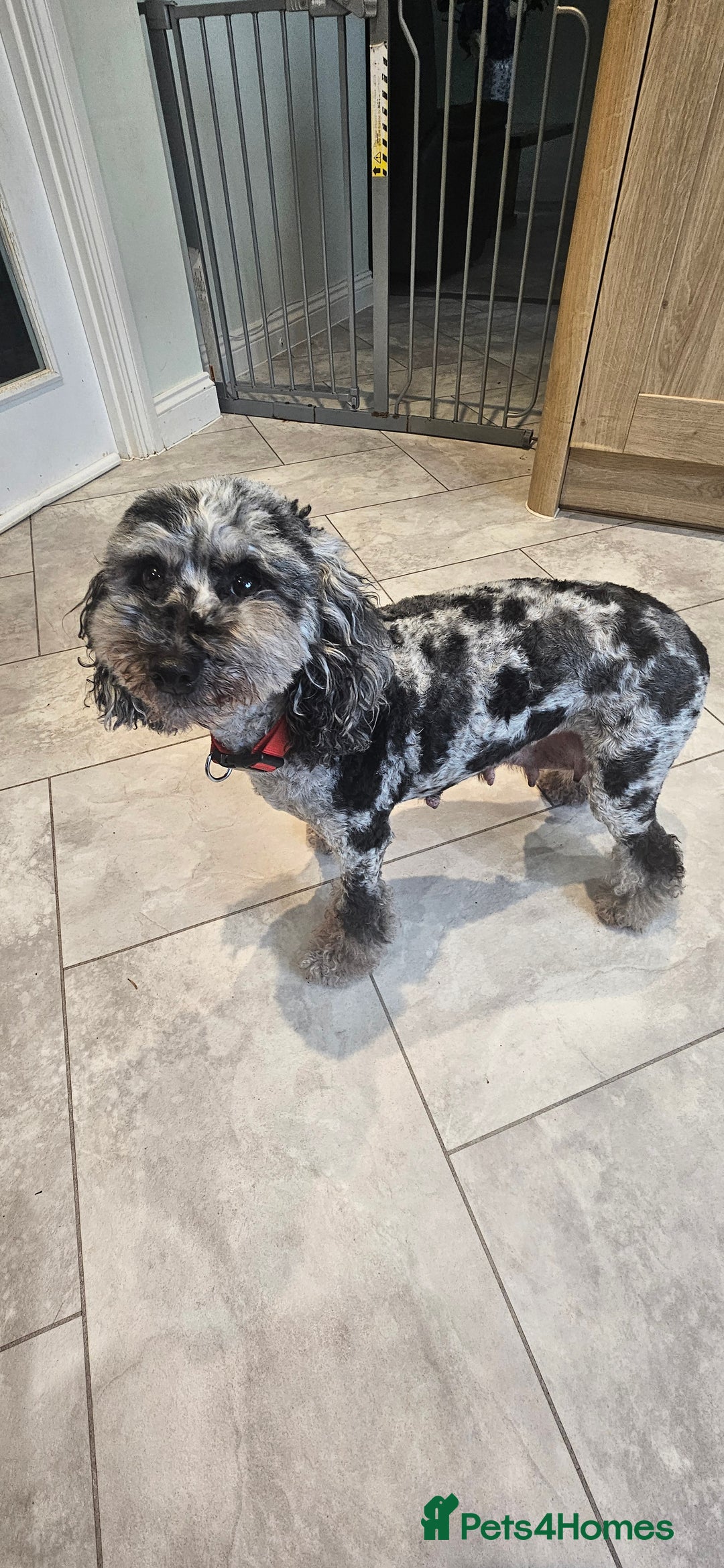 Toy Poodle dogs for sale: Beautiful Toy Poodle Puppies - Advert 20