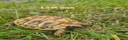 Hermann Tortoise reptiles for sale: Hermann's 2025 hatchlings for sale in Mansfield - Advert 2