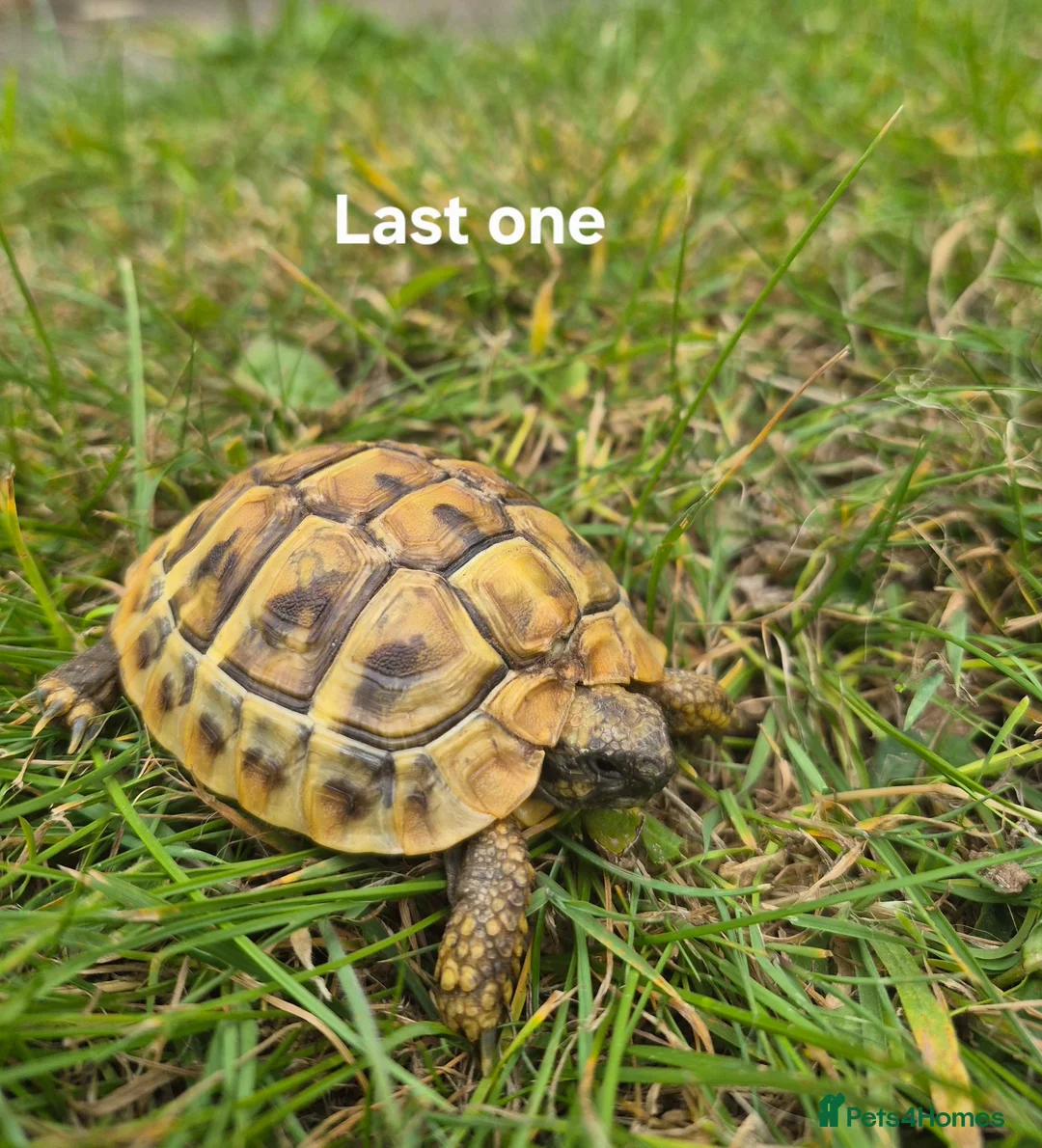 Hermann Tortoise reptiles for sale: Hermann's 2025 hatchlings for sale in Mansfield - Advert 2