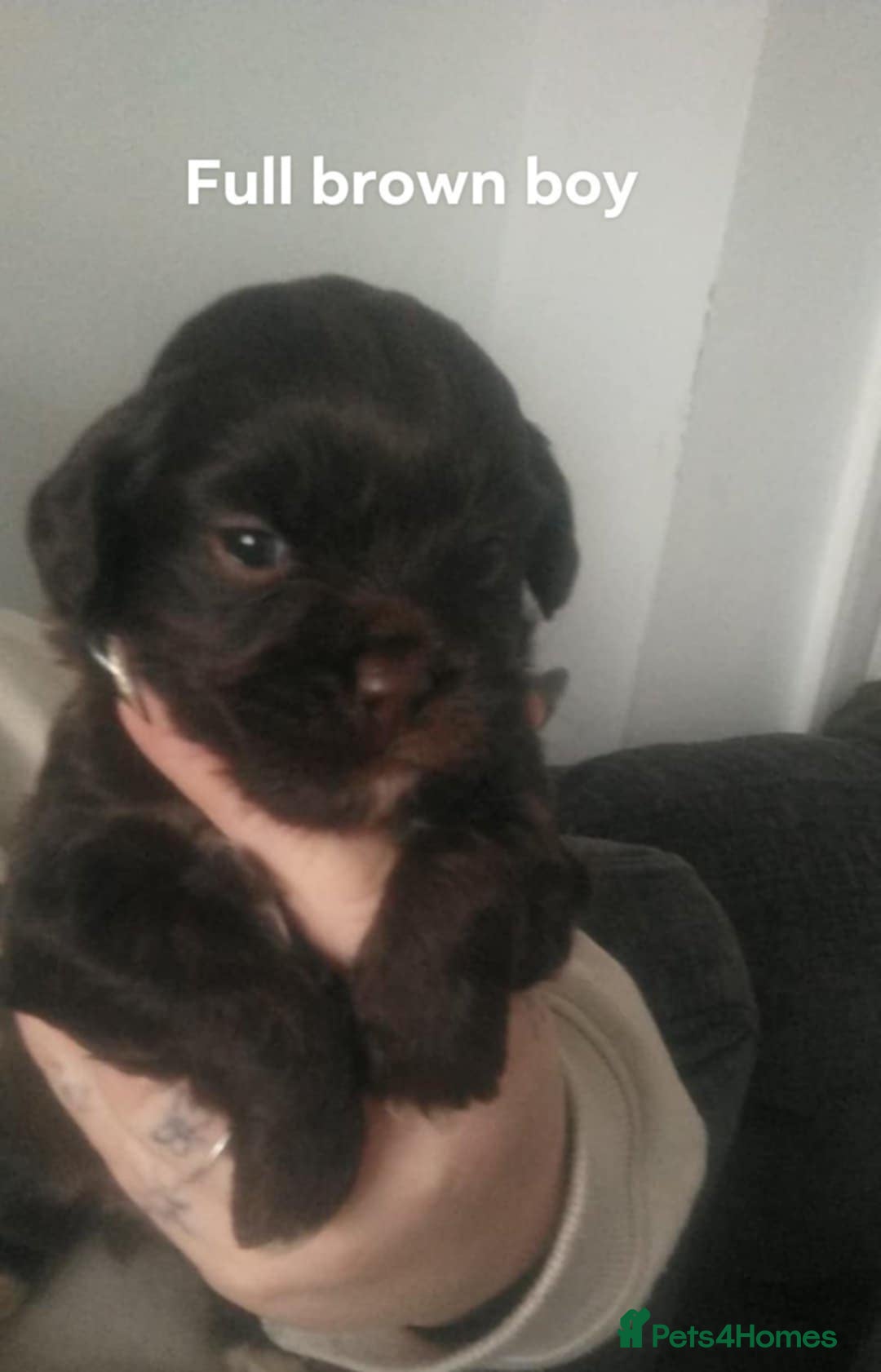 Mixed Breed dogs for sale: Cocker-zu  - Advert 11