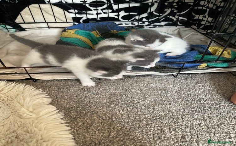 Mixed Breed cats for sale - Advert 1