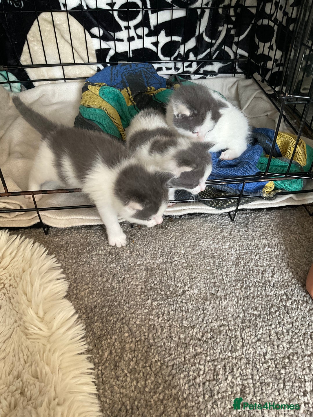 Mixed Breed cats for sale: We are all looking for homes soon - Image 1