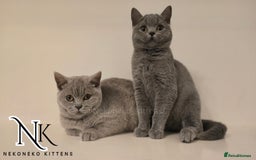British Shorthair cats for sale: GORGEOUS GCCF REG TEDDYS 🐻🧸 READY TO LEAVE ❗️❗️ - Image 35