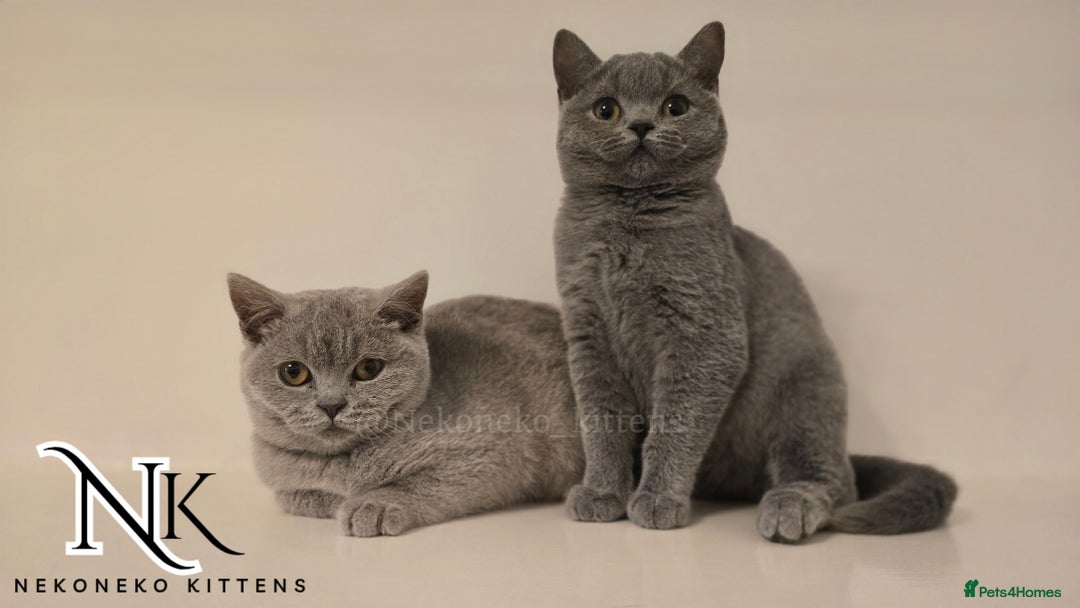 British Shorthair cats for sale: GORGEOUS GCCF REG TEDDYS 🐻🧸 READY TO LEAVE ❗️❗️ - Image 35