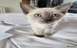 Snowshoe cats for sale: Full Pedigree Snowshoe Kittens - Image 13